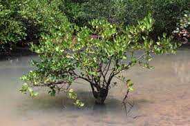 Pohon Kaboa, Pohon yang Diukir Oleh Prabu Siliwangi